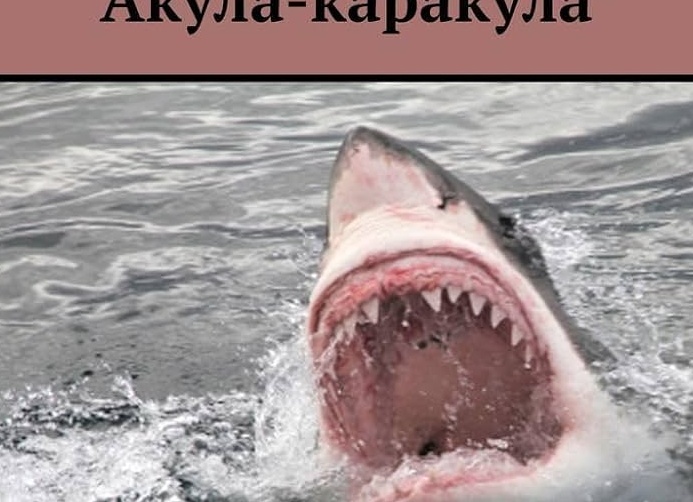 Акула