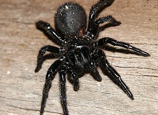 Паук