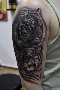 tigry